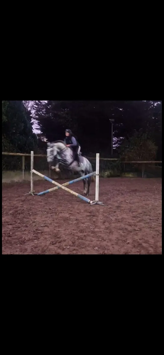 Irish Draught Stallion - Image 3