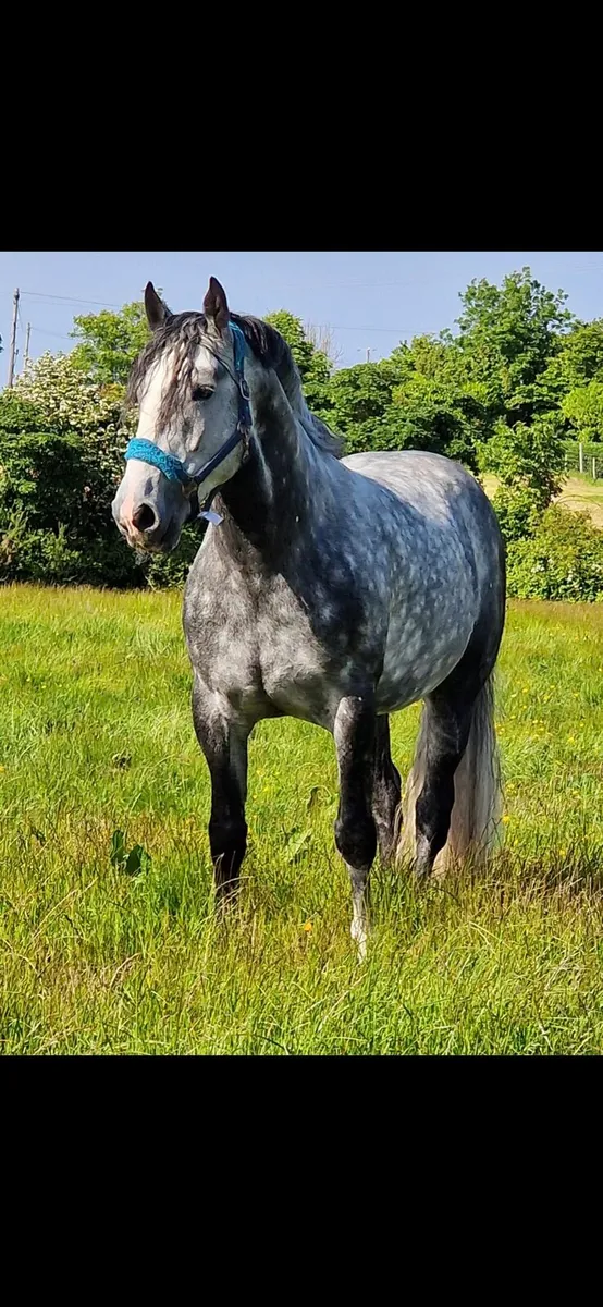 Irish Draught Stallion - Image 1
