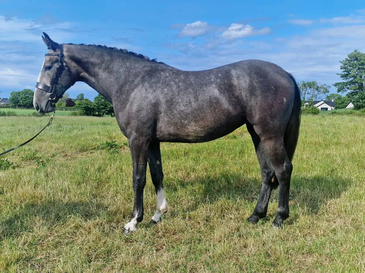 Irish Draught Stallion - Image 4