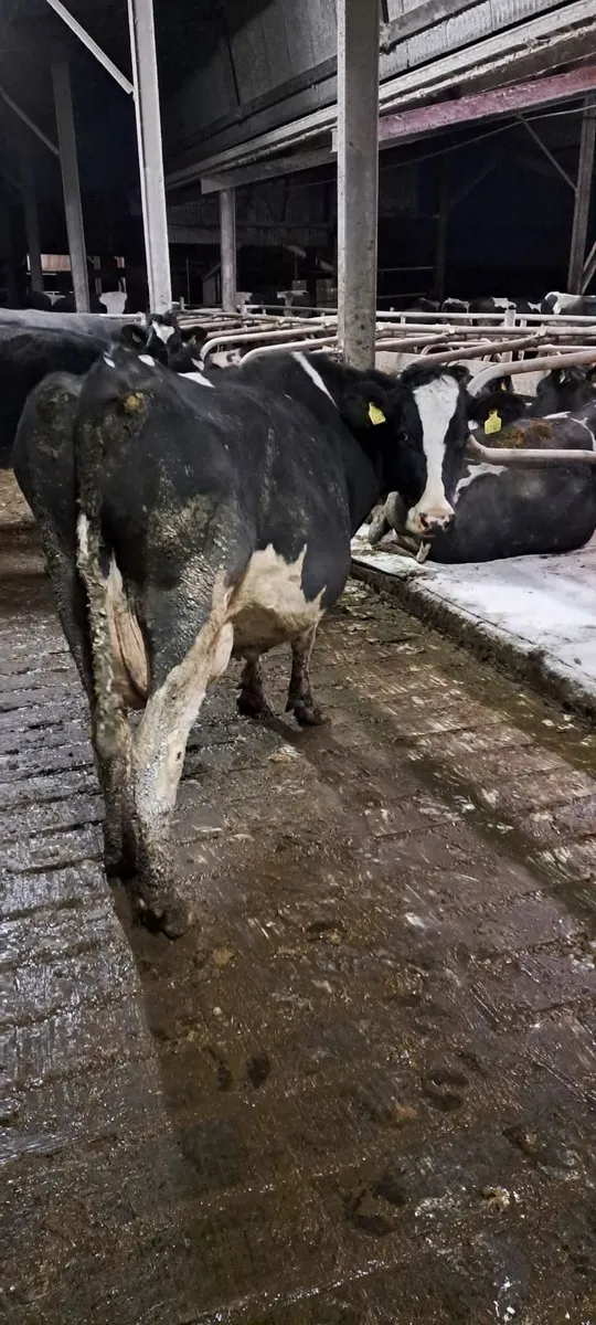 Dairy cow - Image 1