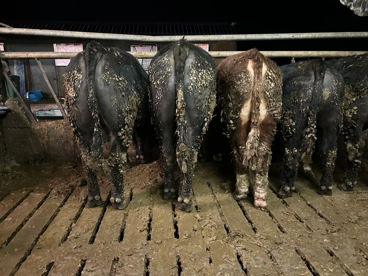 PED ANGUS & HEREFORD BULLS - Image 1