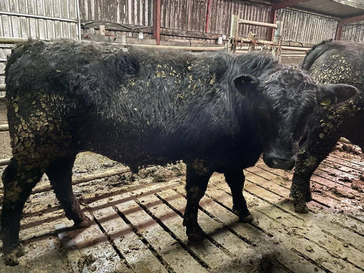 PED ANGUS & HEREFORD BULLS - Image 4