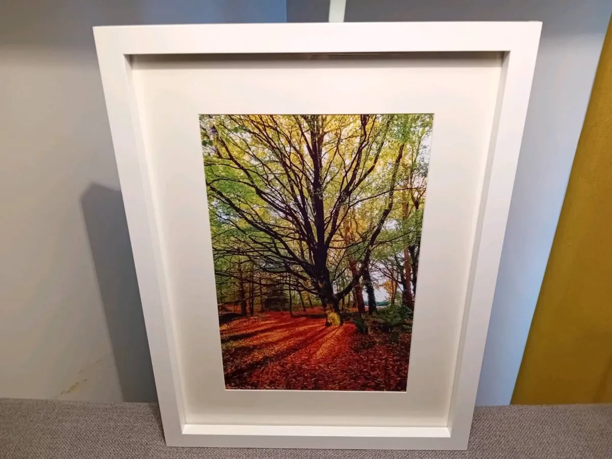 Ballyannon Woods - Image 1