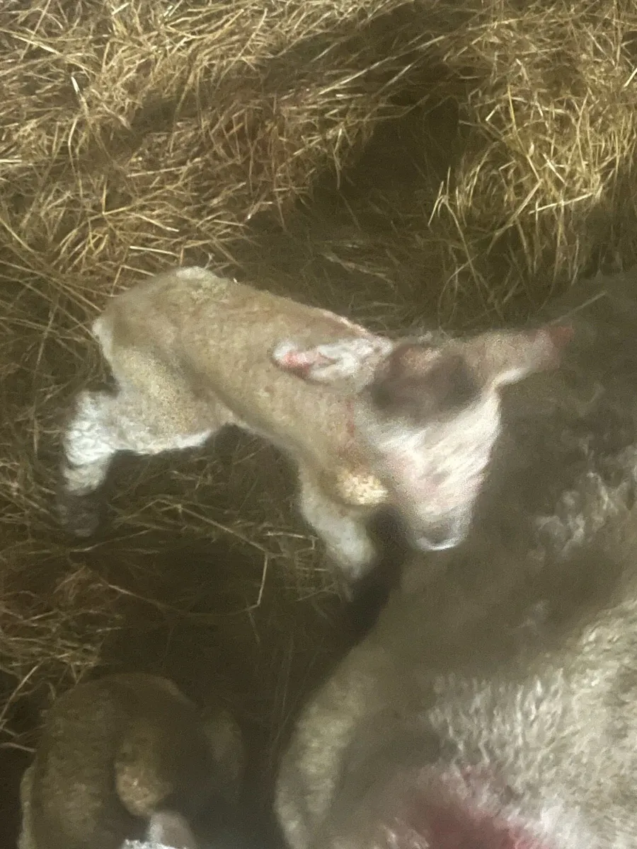 💥3 pet lambs 💥 - Image 2