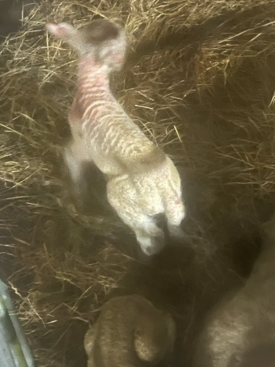💥3 pet lambs 💥 - Image 3