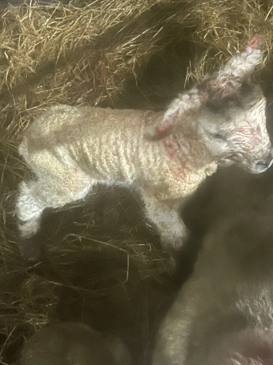 💥3 pet lambs 💥 - Image 1