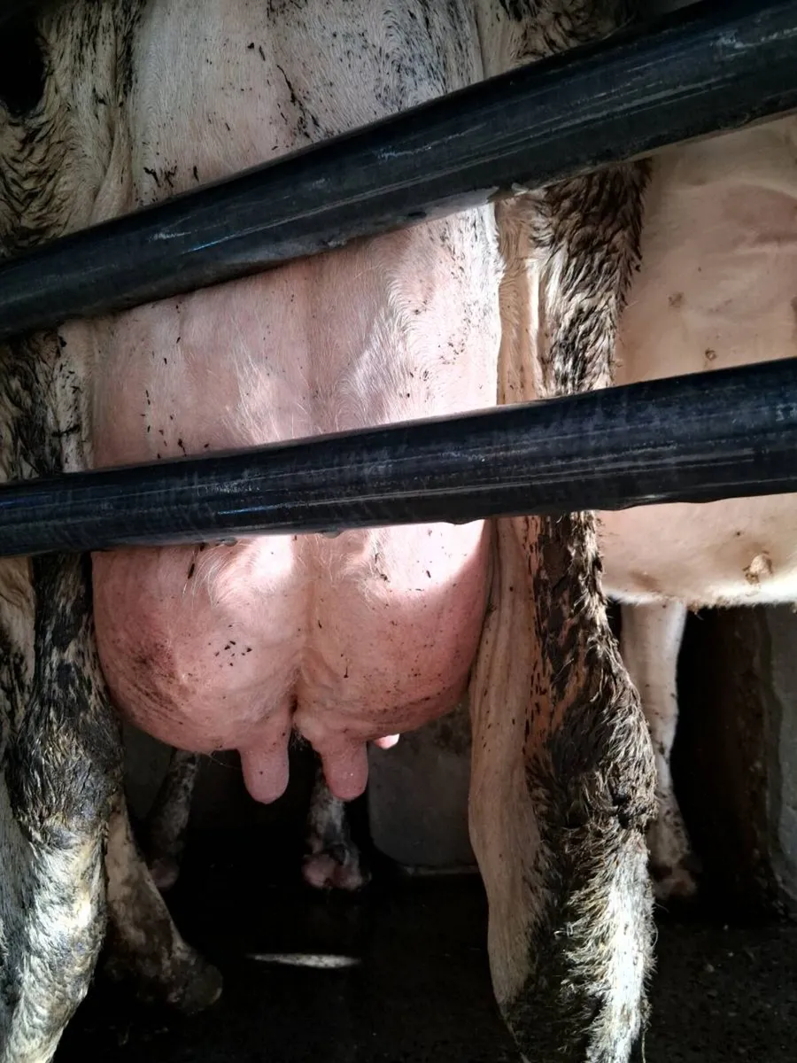 Cow for sale - Image 1