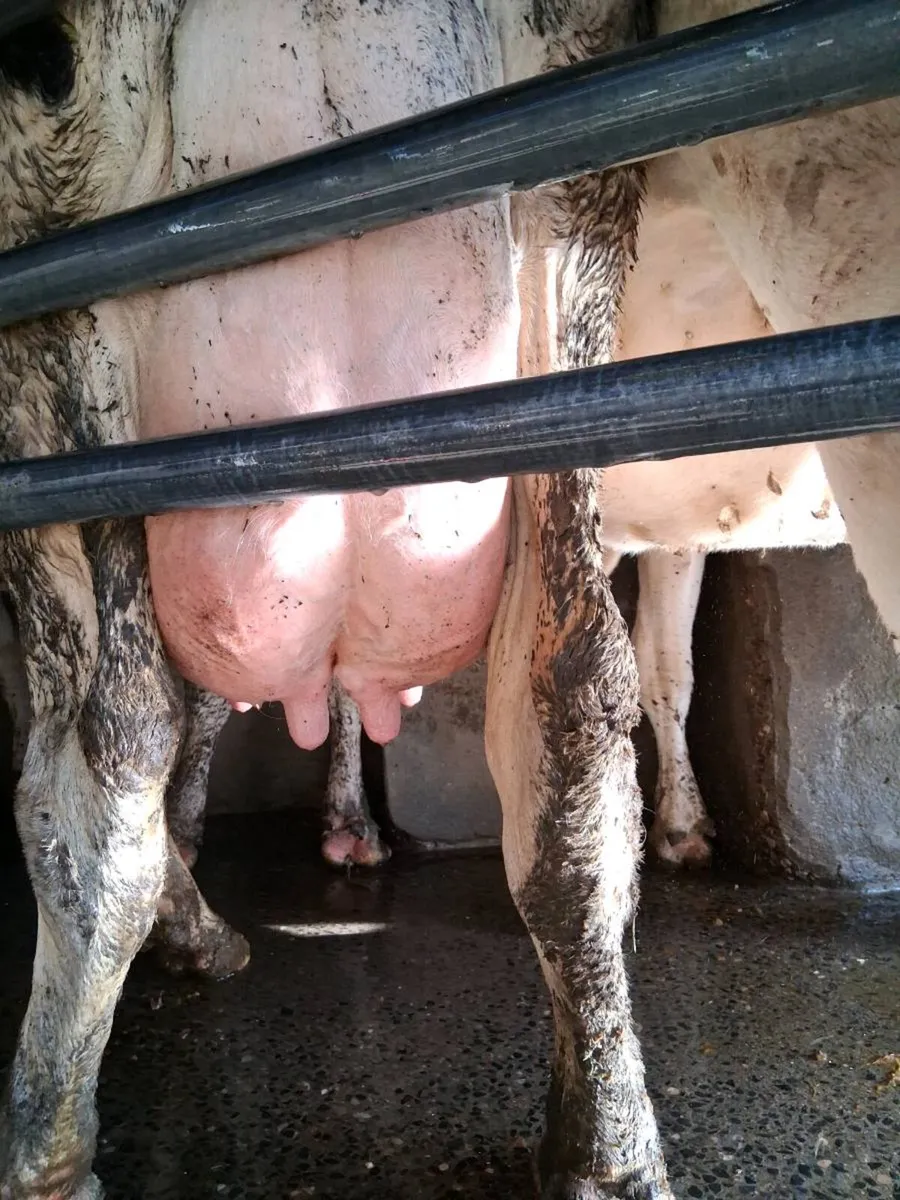 Cow for sale - Image 2