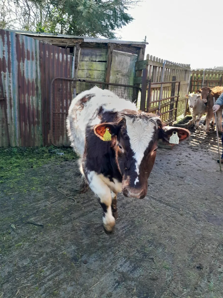 Shorthorn Heifer - Image 2