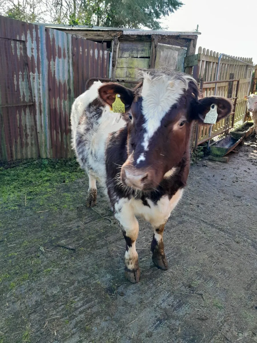 Shorthorn Heifer - Image 3