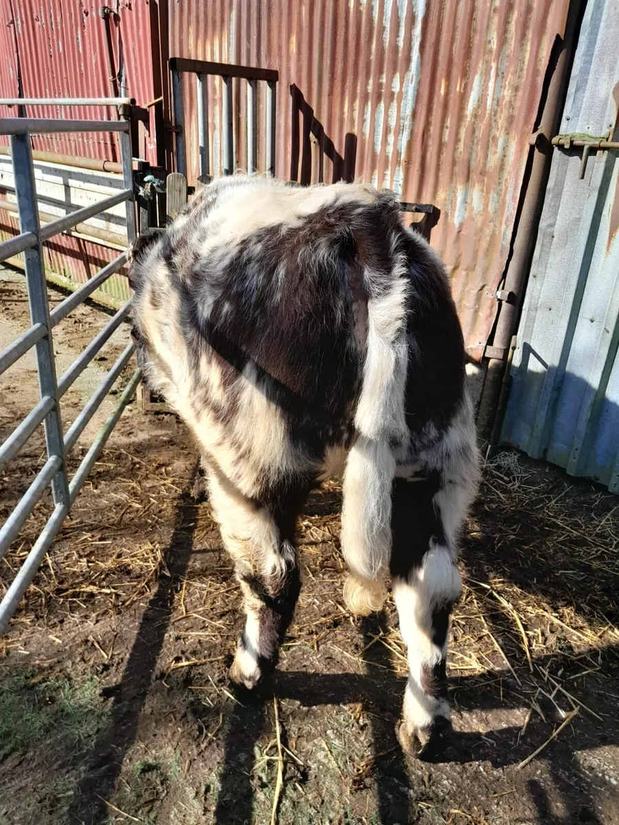 Shorthorn Heifer - Image 4