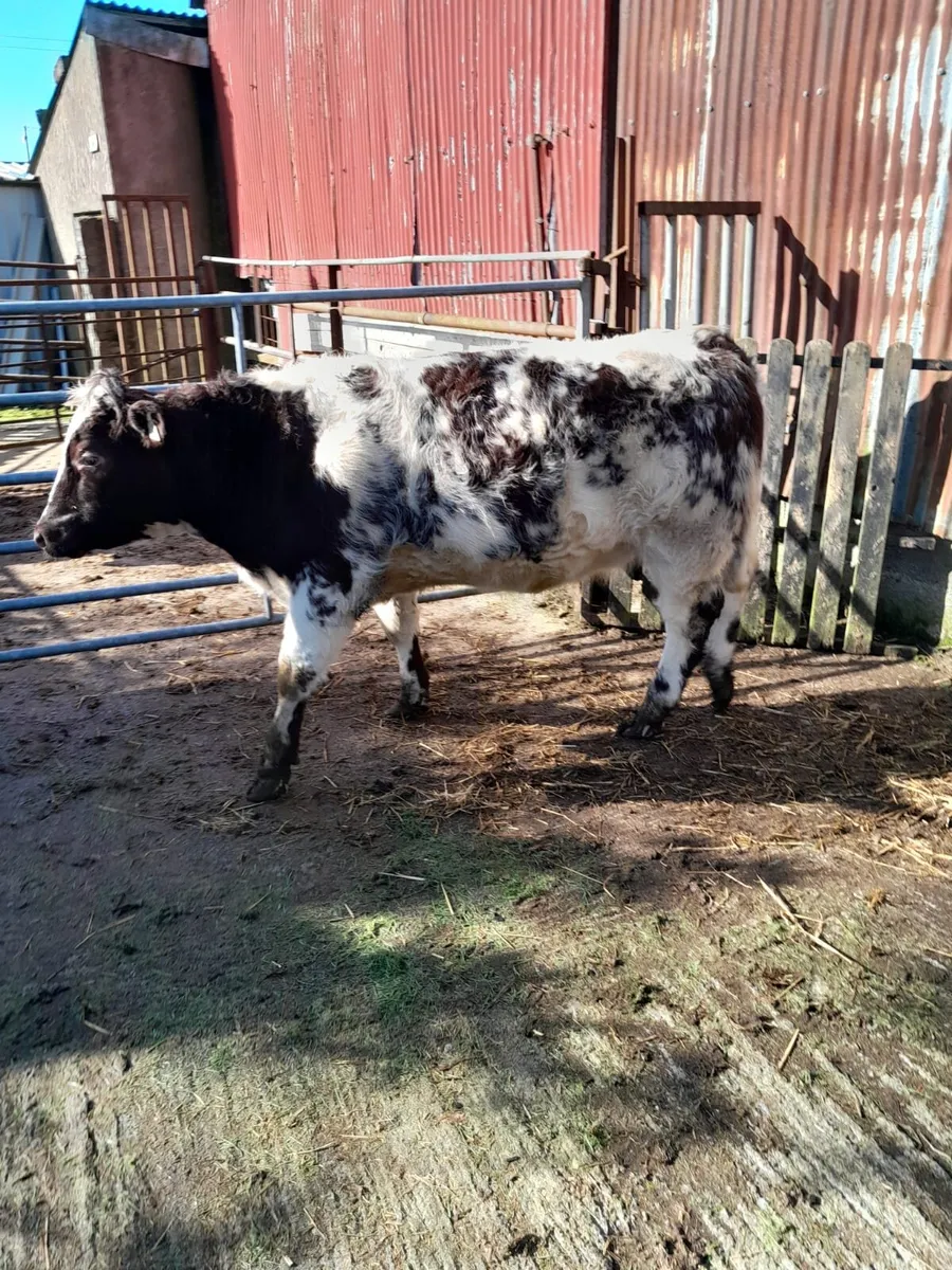 Shorthorn Heifer - Image 1