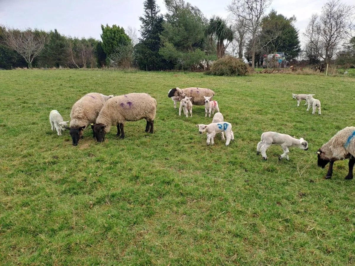 Ewes with lambs at foot