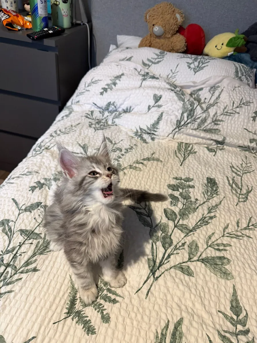 Purebred Maine Coon Kittens - Image 2