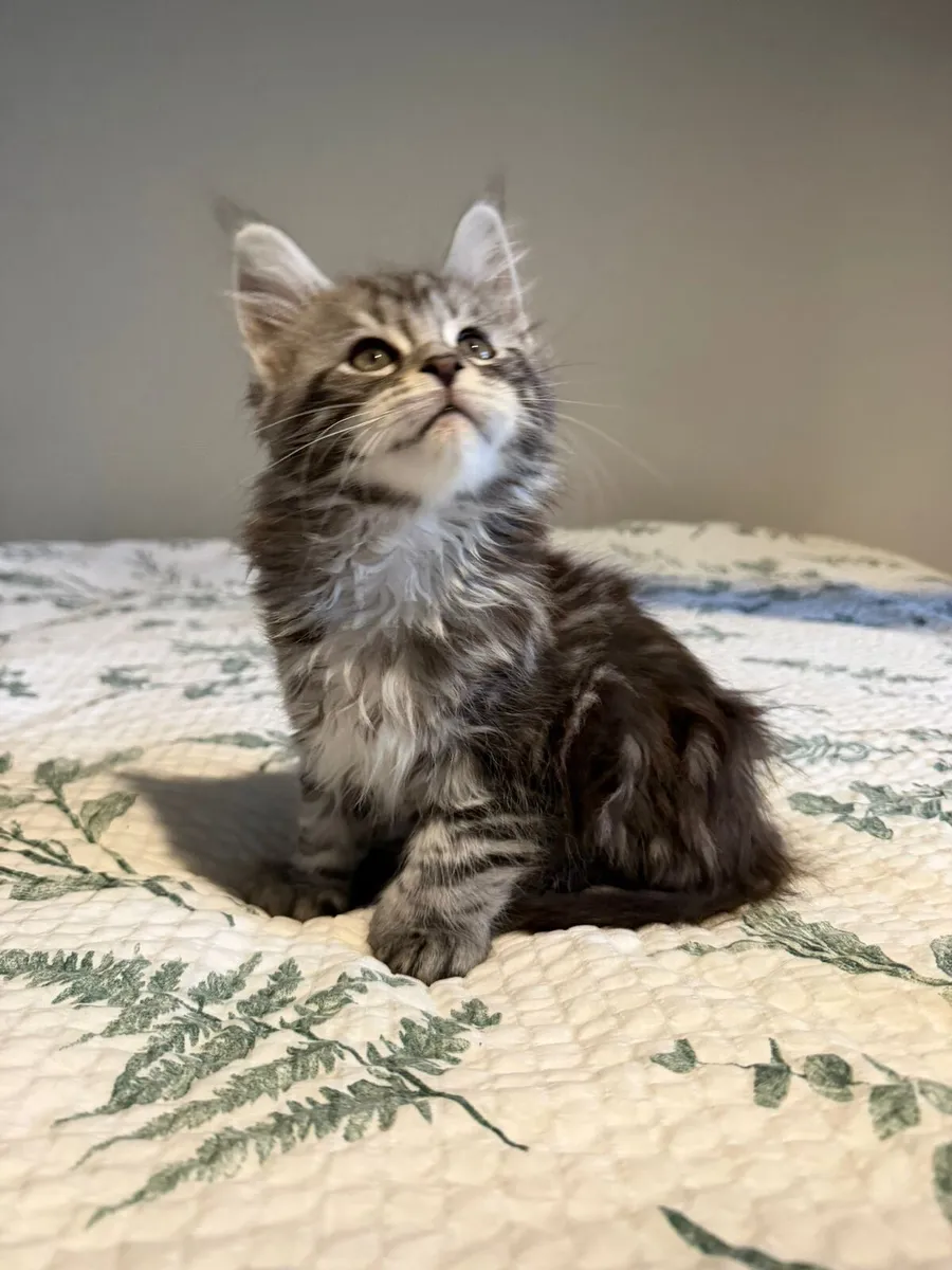 Purebred Maine Coon Kittens - Image 3