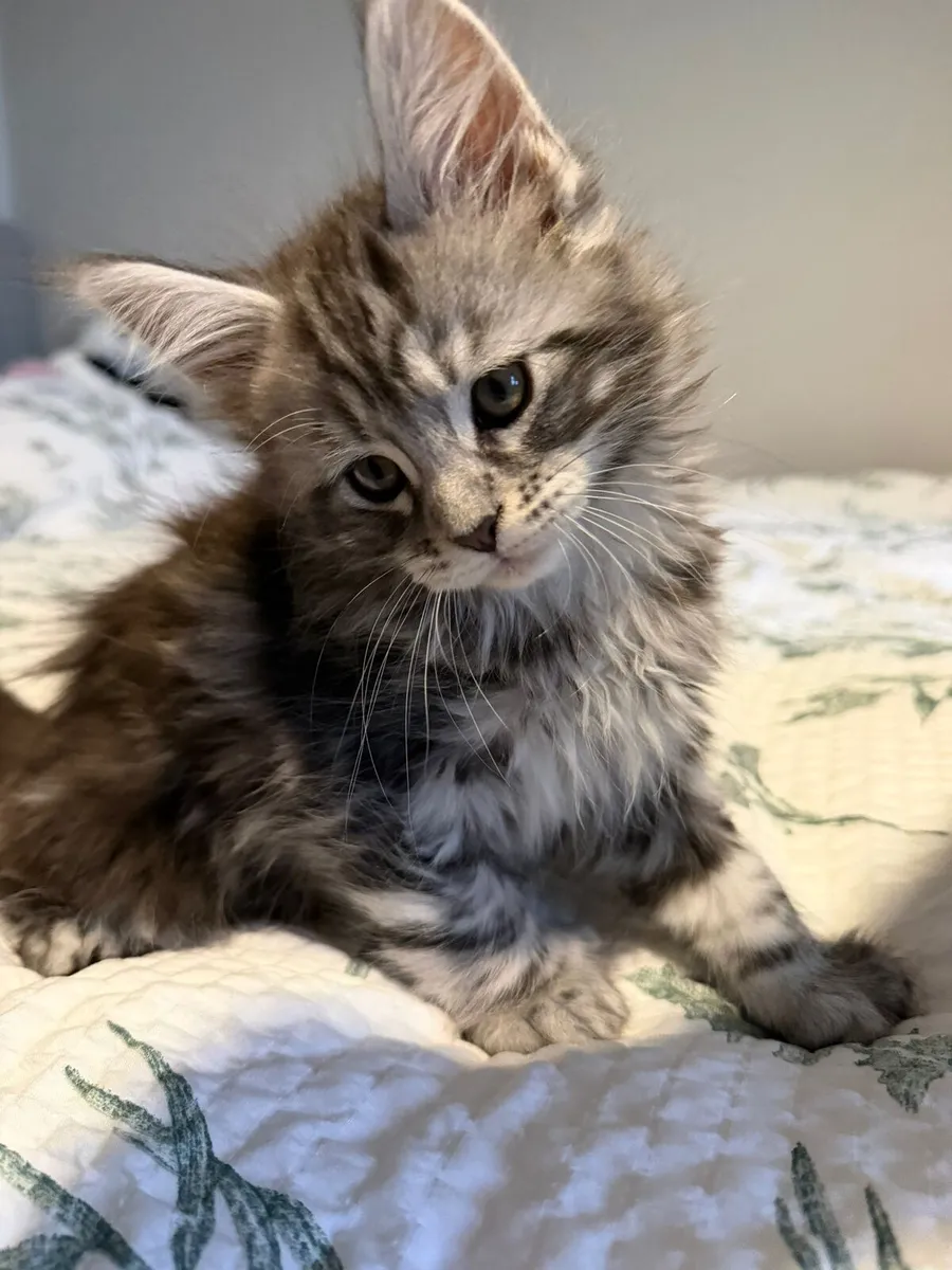 Purebred Maine Coon Kittens - Image 4