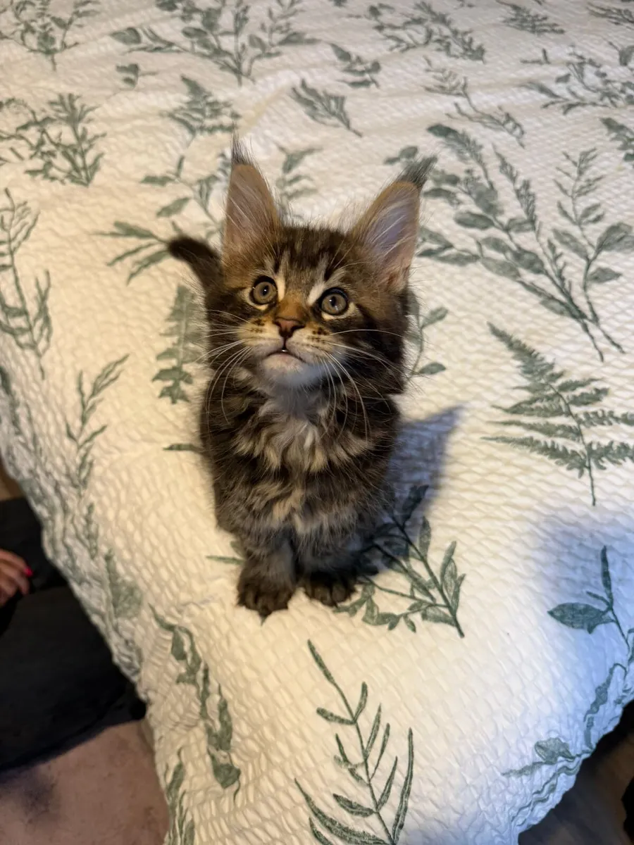 Purebred Maine Coon Kittens - Image 1