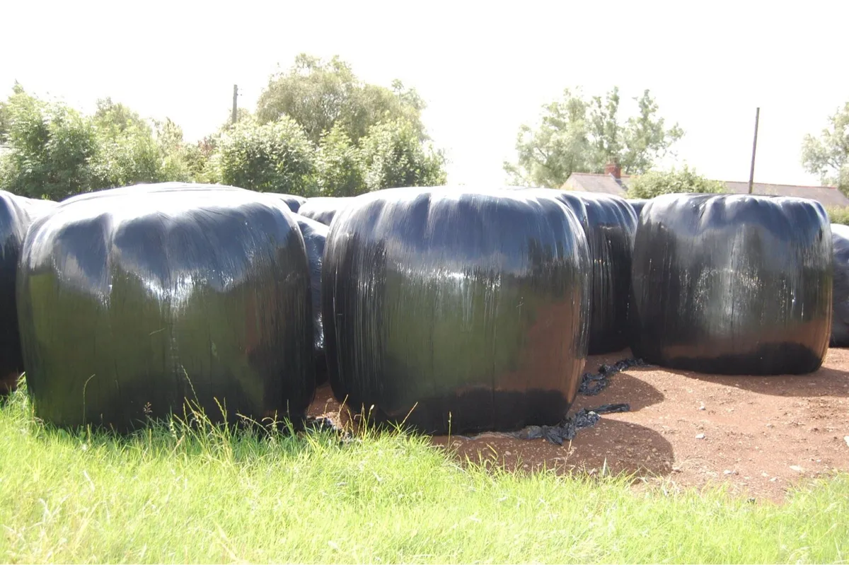 Round bales of silage