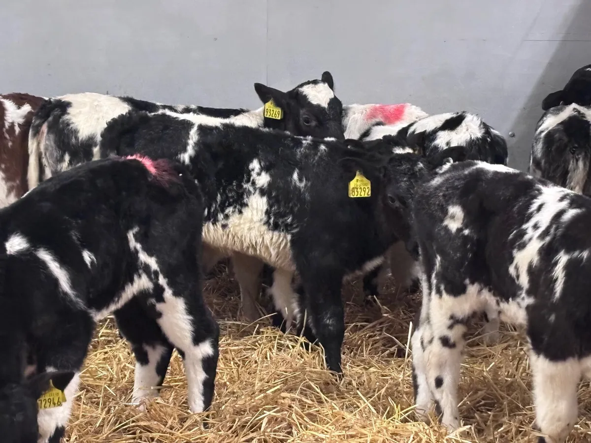 14 Belgium blue calves for sale - Image 2