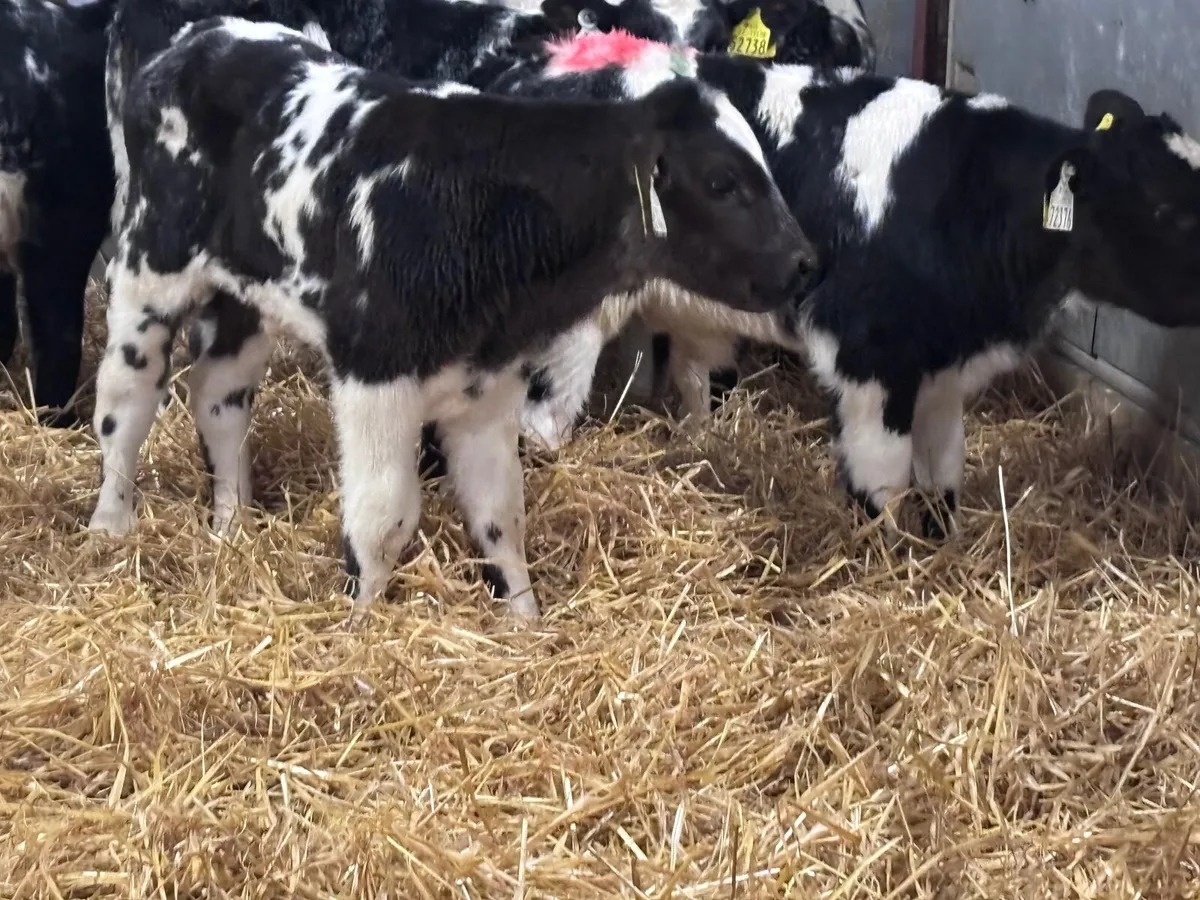 14 Belgium blue calves for sale - Image 1