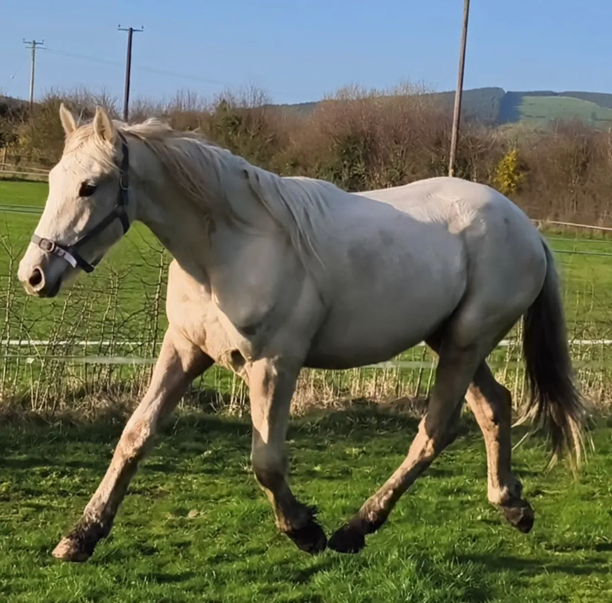 2yo Cremello sport horse to make 15.3hh - Image 1