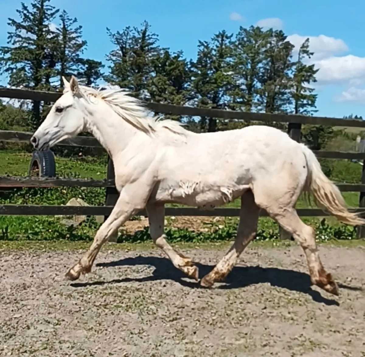 Rising 2yo Cremello sport horse to make 16hh - Image 1