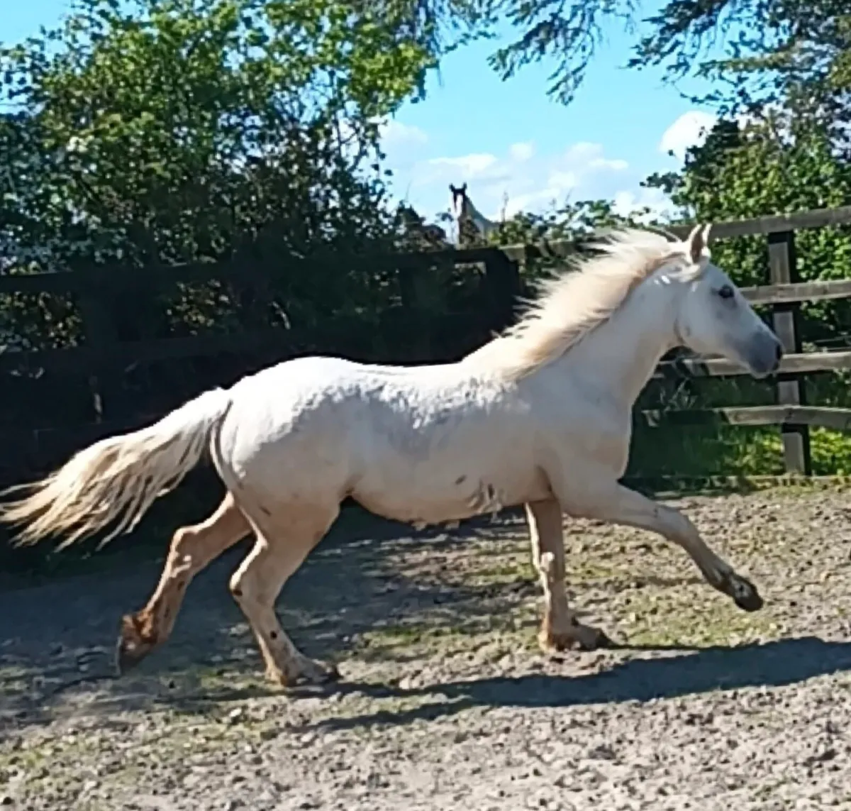 2yo Cremello sport horse to make 15.3hh - Image 1