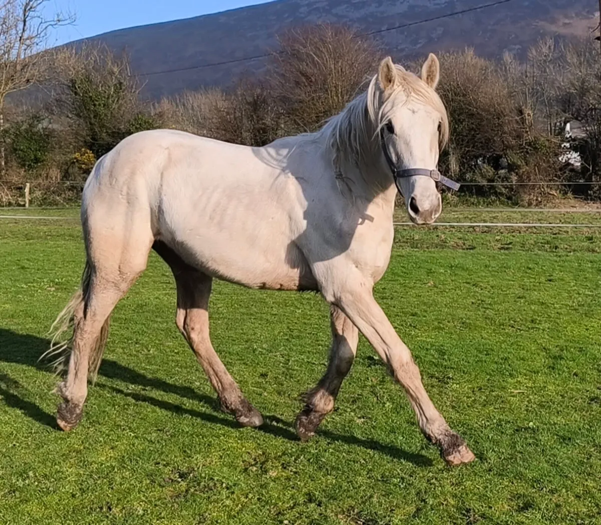 2yo Cremello sport horse to make 15.3hh - Image 4