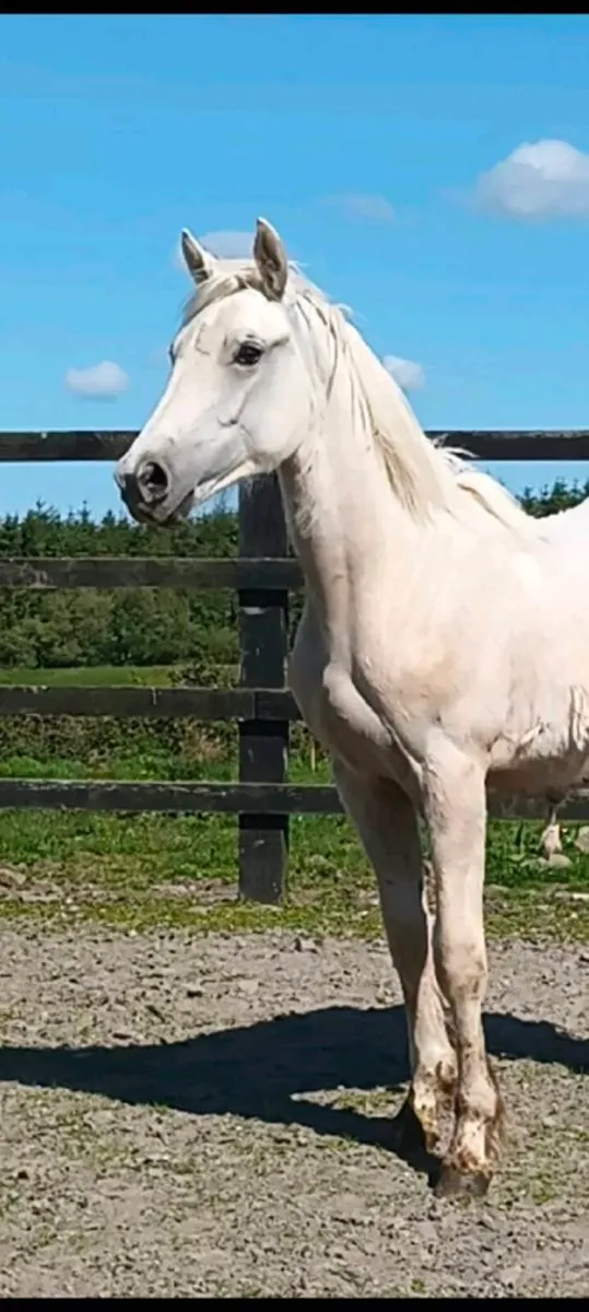 2yo Cremello sport horse to make 15.3hh - Image 2