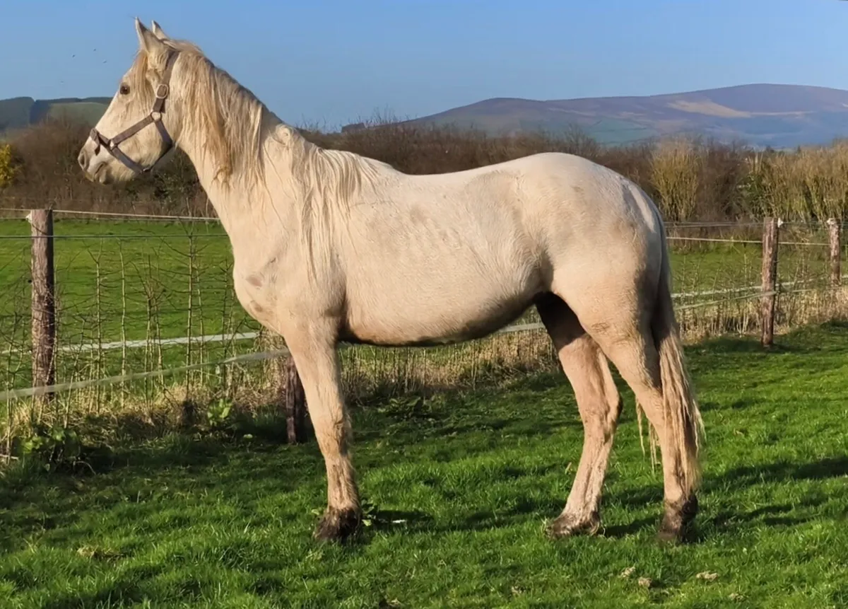 2yo Cremello sport horse to make 15.3hh - Image 3