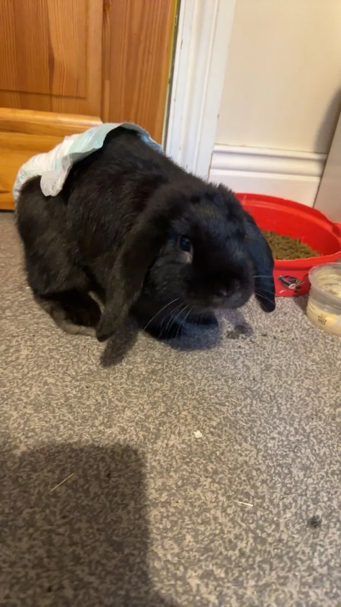 UK Mini Lop Bunny - Image 3