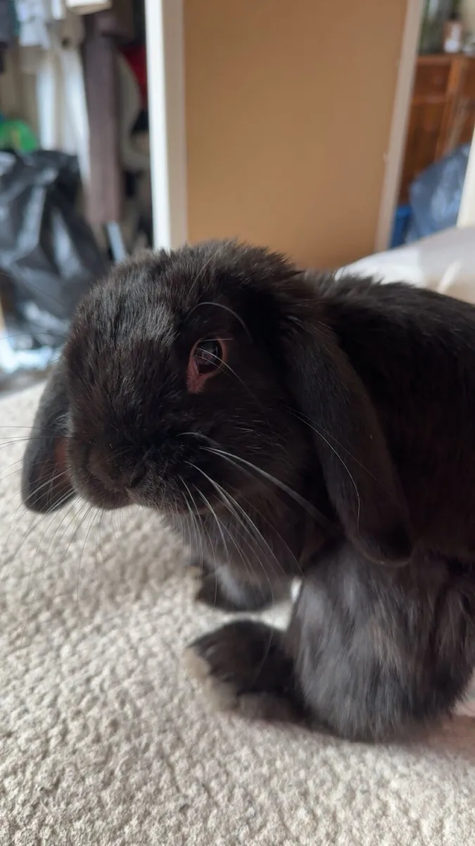 UK Mini Lop Bunny - Image 1