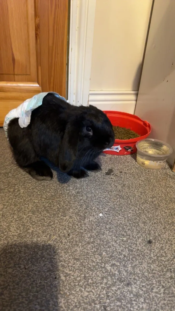 UK Mini Lop Bunny - Image 2