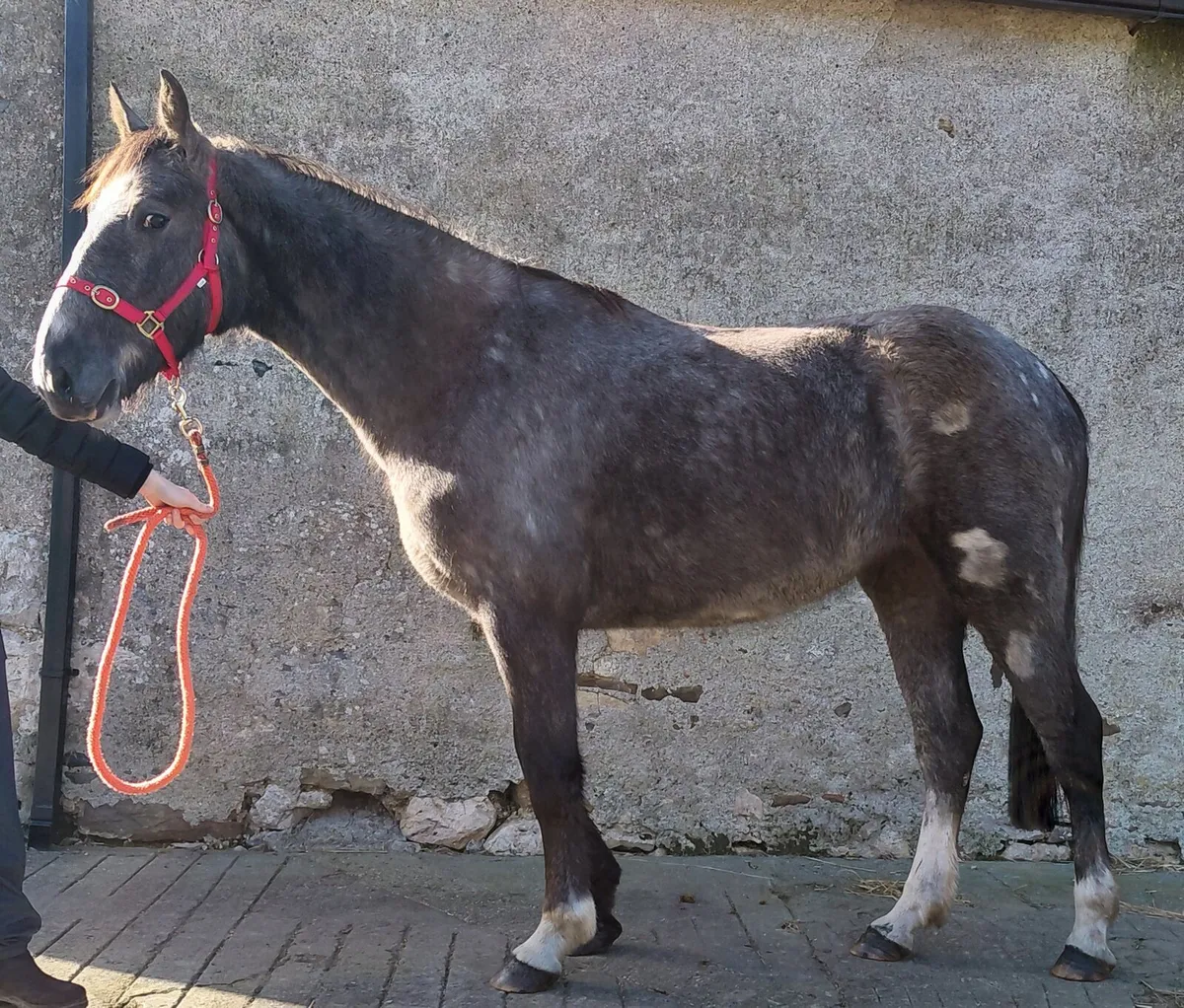 3yrs Draught filly. - Image 1