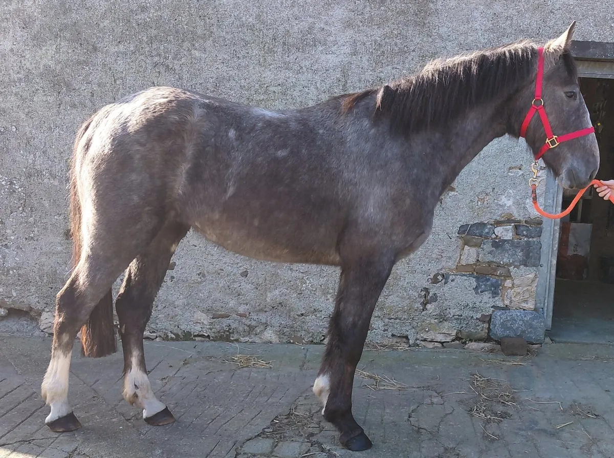 3yrs Draught filly. - Image 2