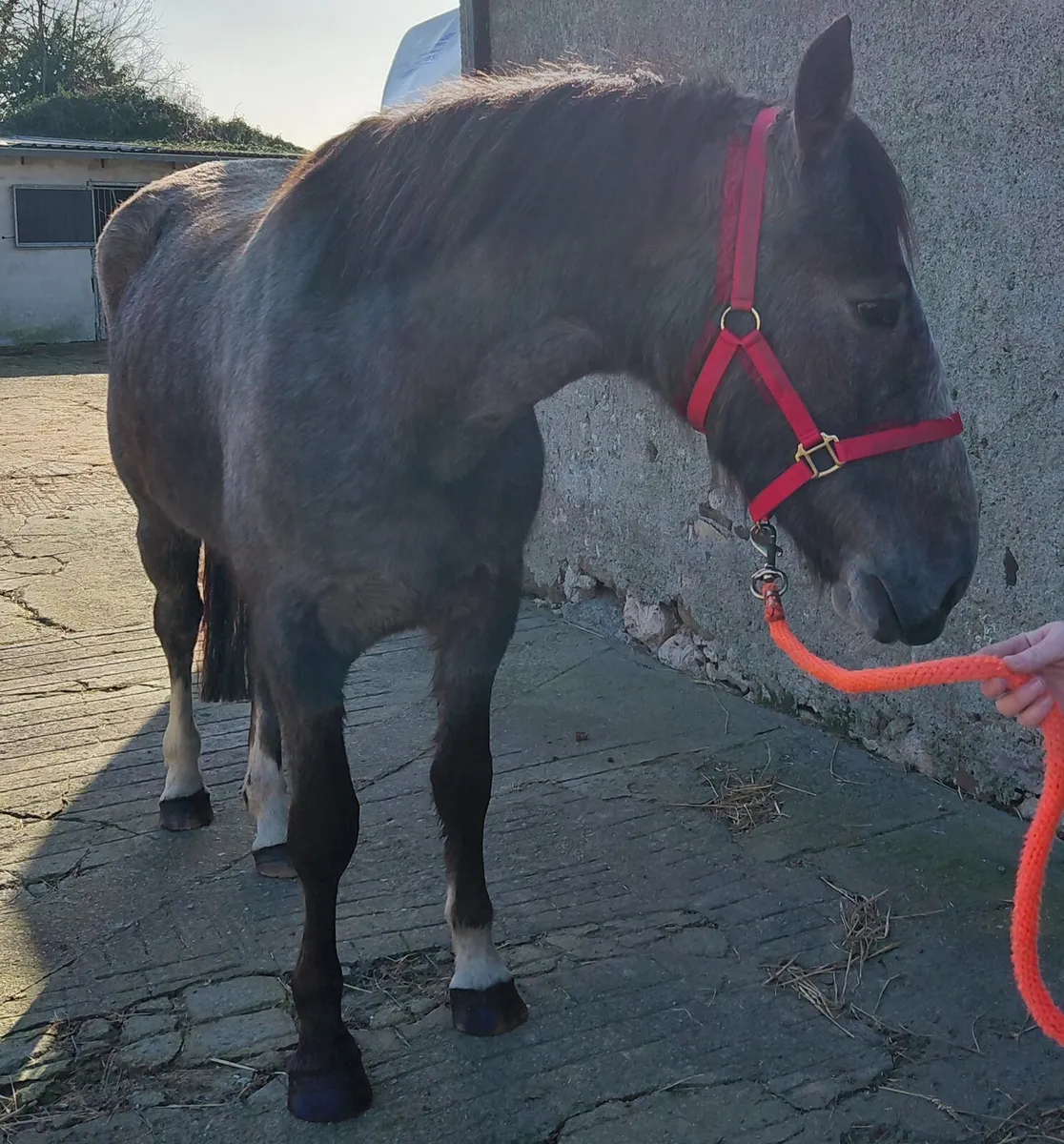 3yrs Draught filly. - Image 3