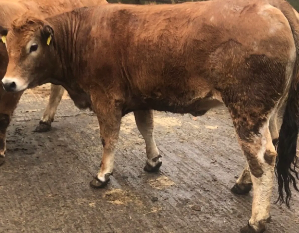 Aubrac Heifers - Image 1