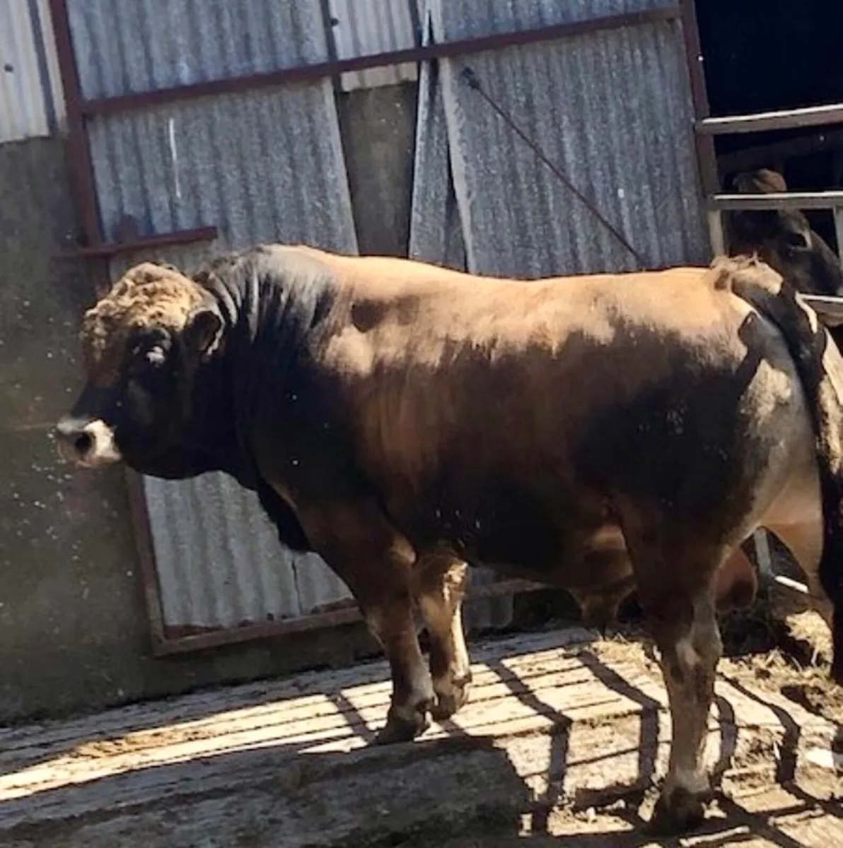 Aubrac Bull - Image 2