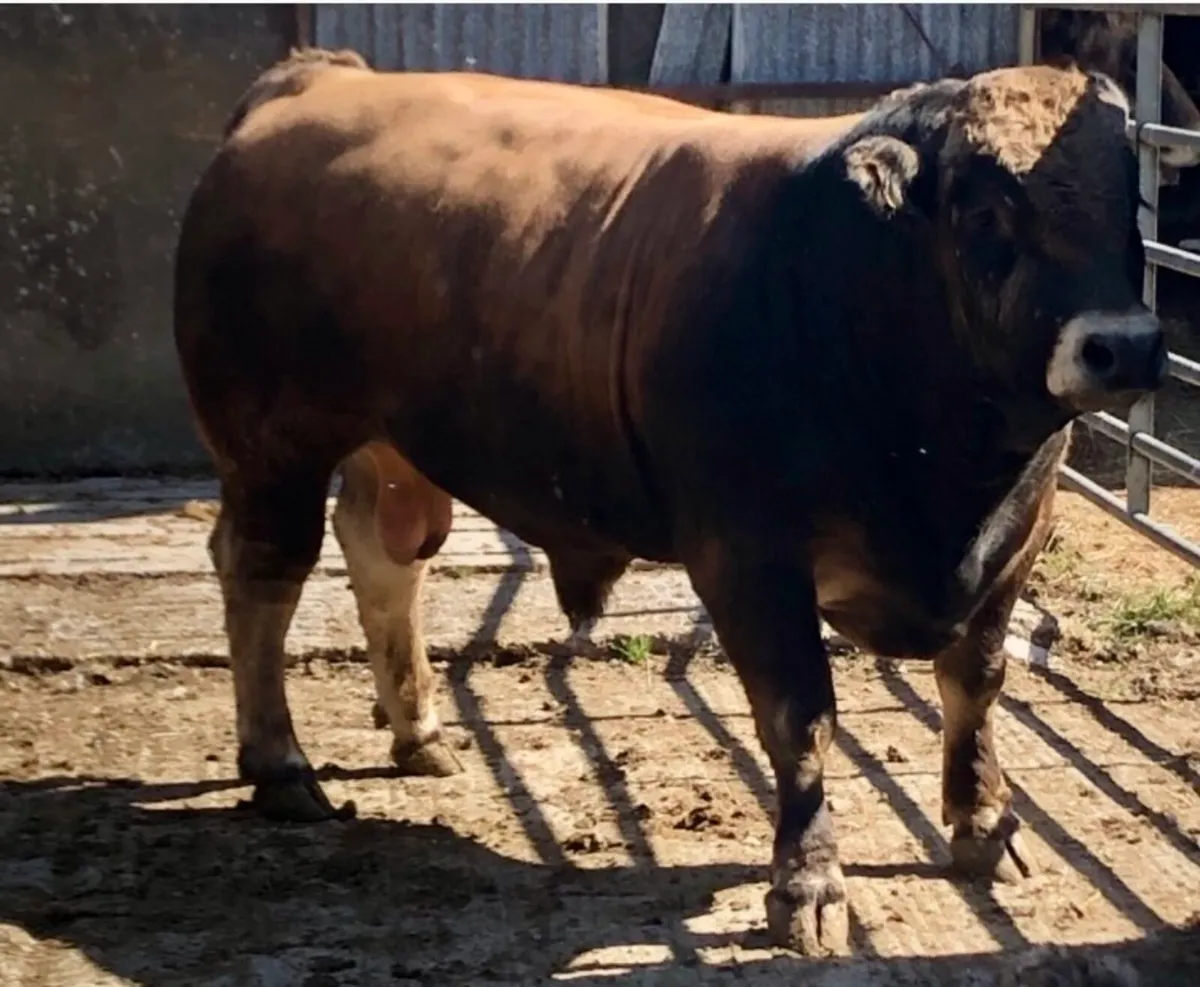 Aubrac Bull - Image 1
