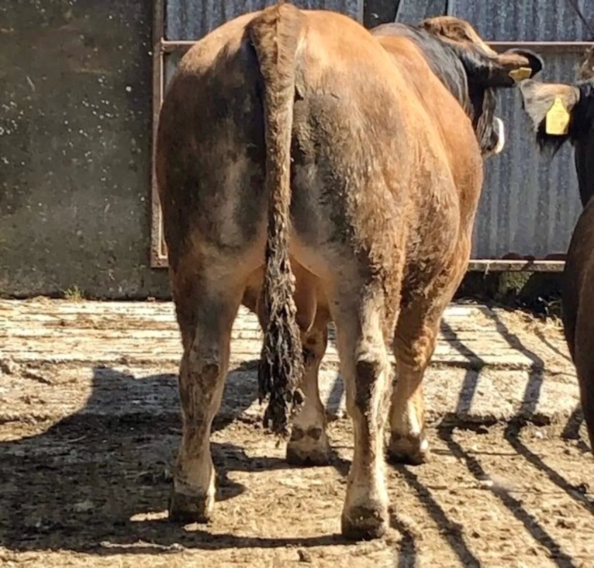 Aubrac Bull - Image 3