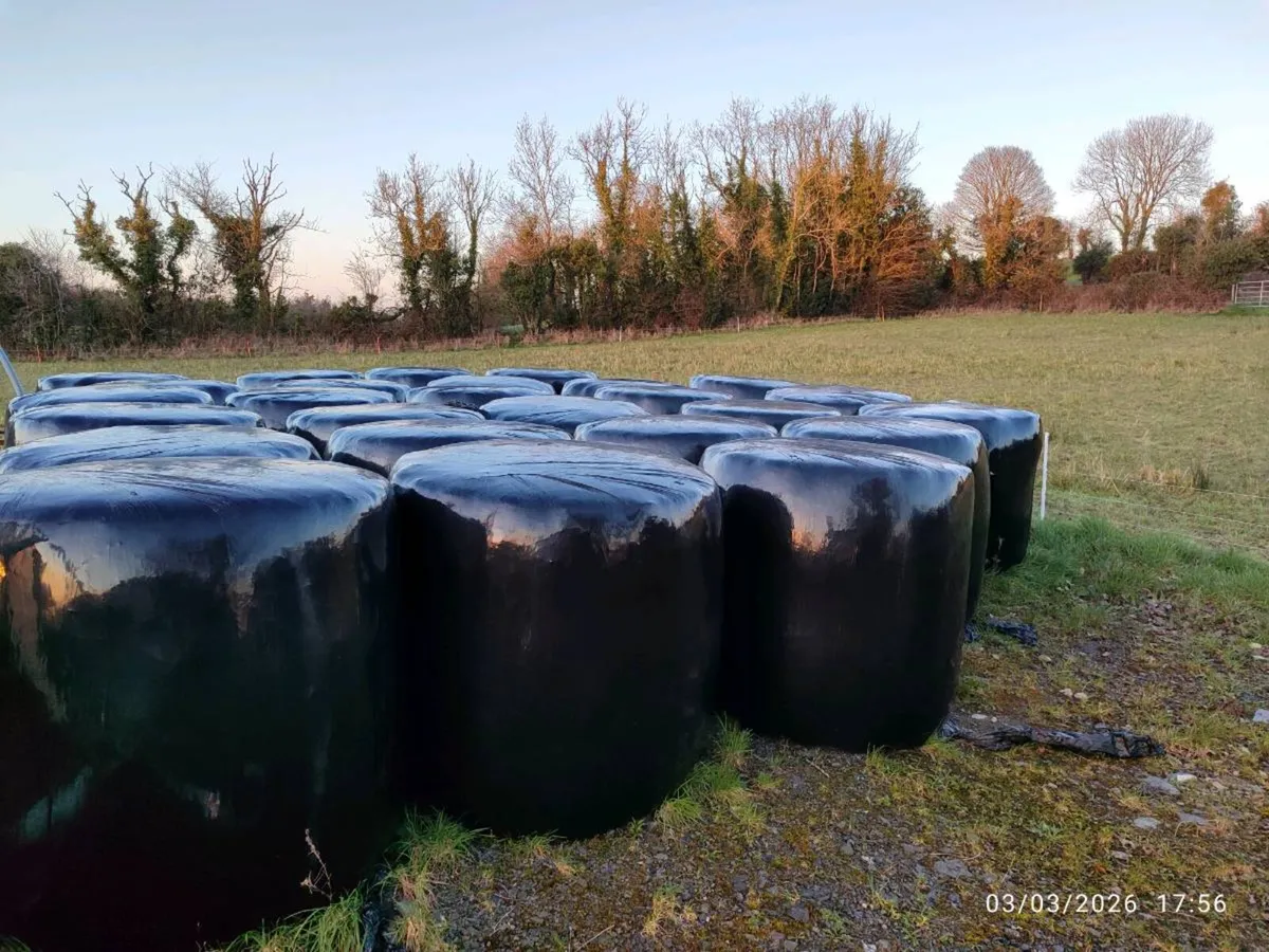 Wrapped hay/haylage - Image 3