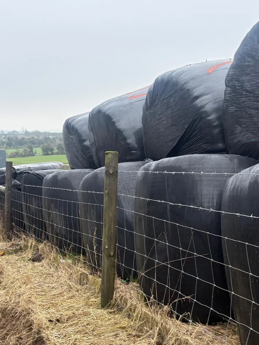 40 round bales silage