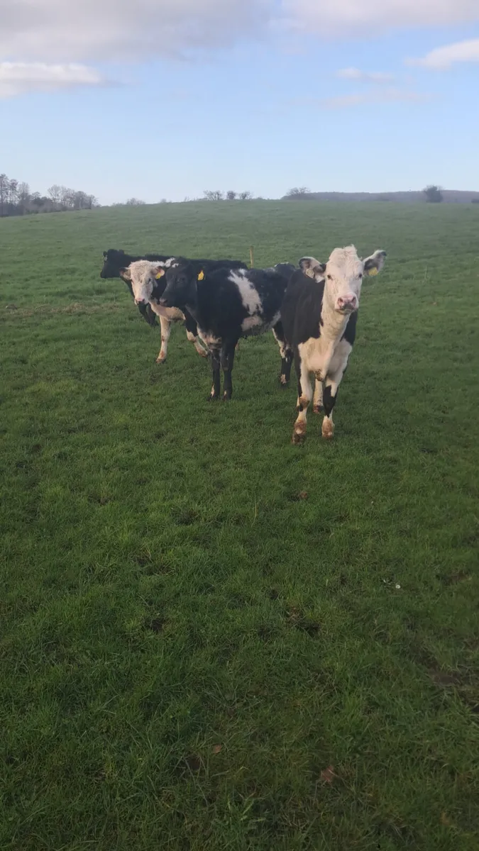 Weanling heifers - Image 2