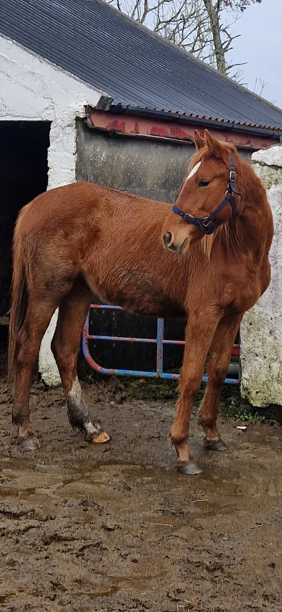 2 yr old ISH Filly - Image 1