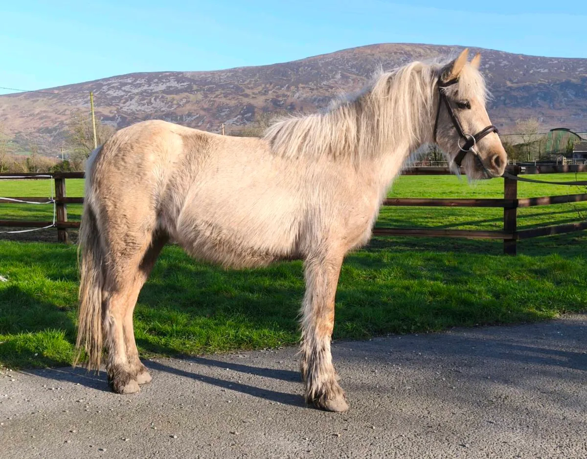 Attractive 12.2 palomino - Image 2