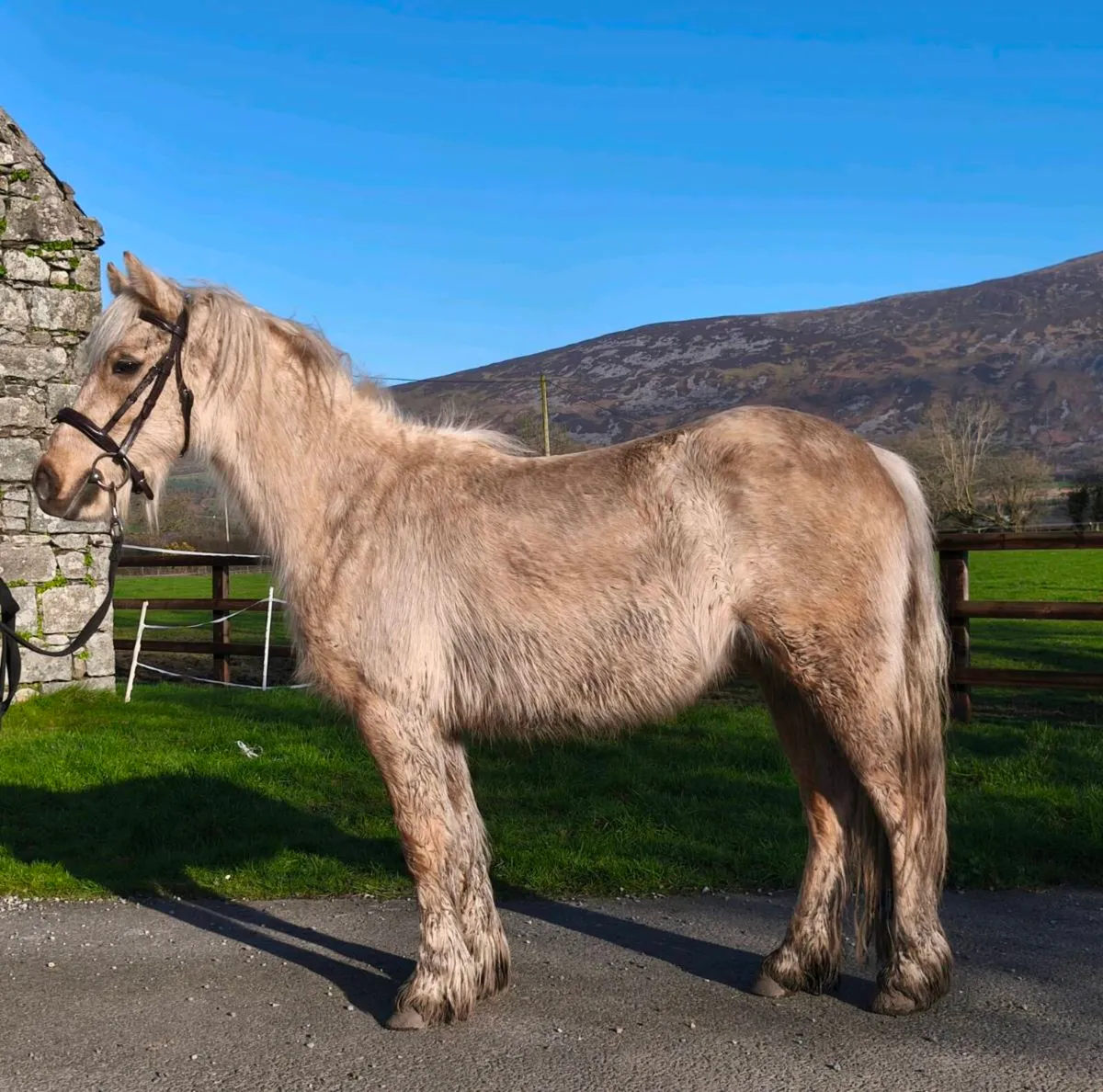 Attractive 12.2 palomino - Image 3