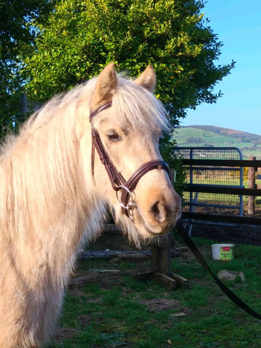 Attractive 12.2 palomino - Image 4