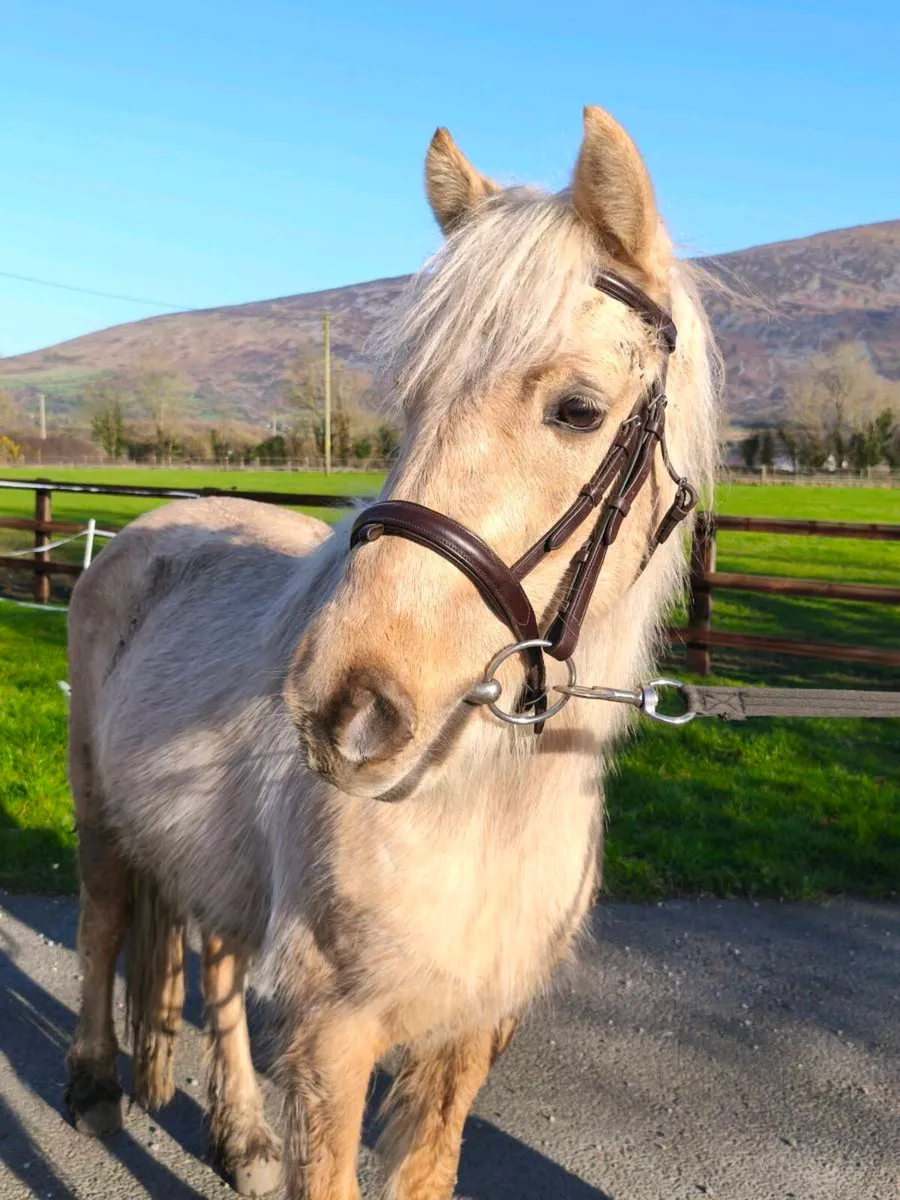 Attractive 12.2 palomino - Image 1