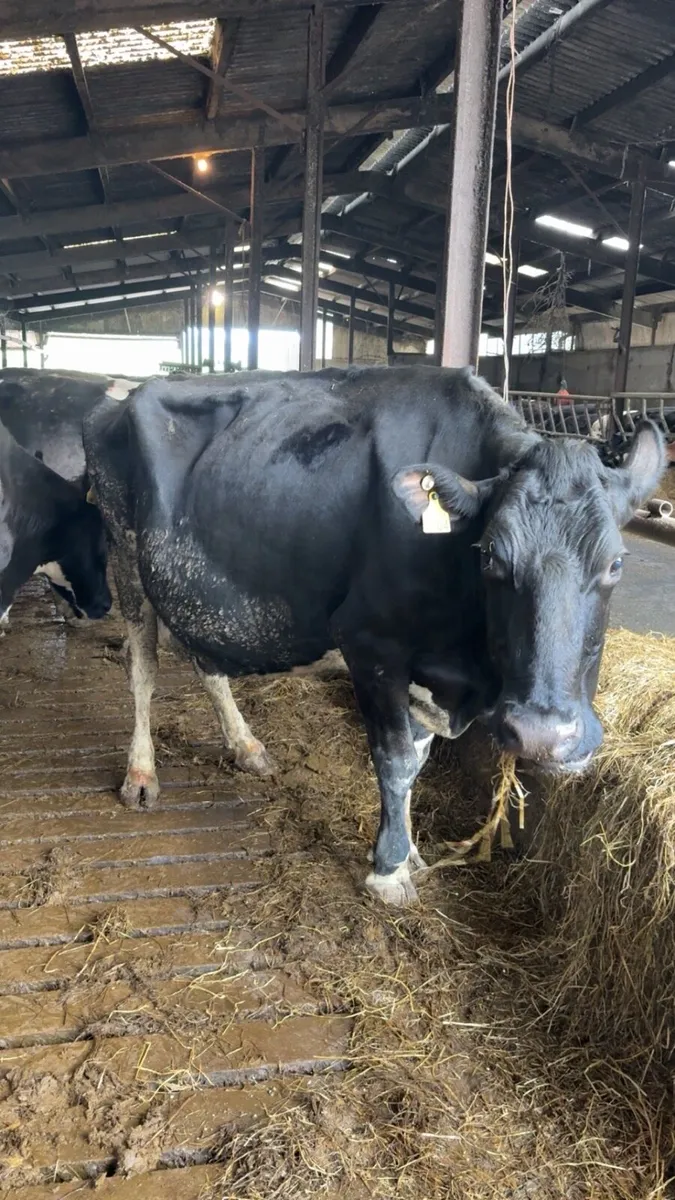 Pedigree Holstein Friesian cows - Image 1