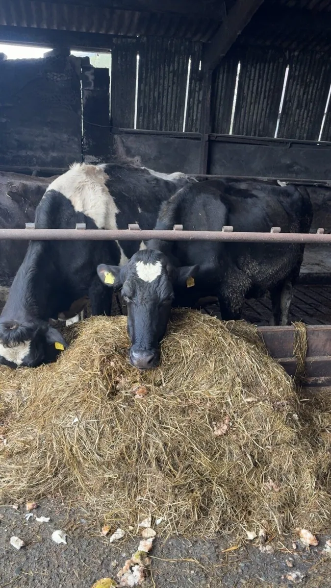 Pedigree Holstein Friesian cows - Image 2